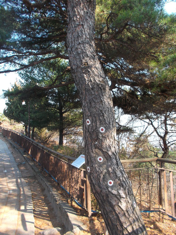 This tree has paint on the places where North Korean assassins hit it with bullets.